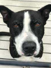 Mutt Dogs for adoption in Bradenton, FL, USA
