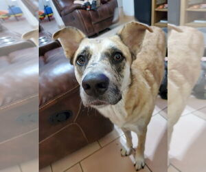 Labrador Retriever-Unknown Mix Dogs for adoption in Chandler, AZ, USA