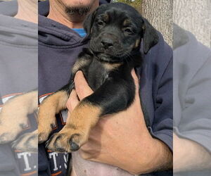Medium Photo #5 Labrenees Puppy For Sale in Oak Bluffs, MA, USA