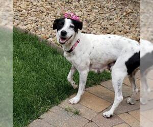 Jack Russell Terrier Dogs for adoption in Aurora, CO, USA