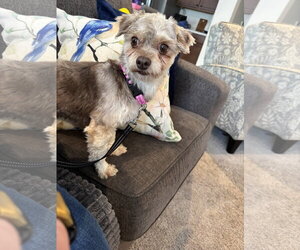 Havanese Dogs for adoption in Alexandria, KY, USA