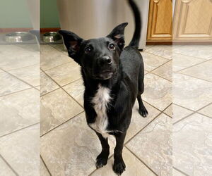 Border Collie-Unknown Mix Dogs for adoption in Hillsboro, MO, USA