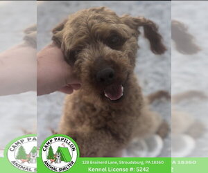 Poodle (Miniature) Dogs for adoption in Stroudsburg, PA, USA