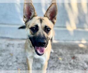 German Shepherd Dog-Unknown Mix Dogs for adoption in Santa Rosa, CA, USA