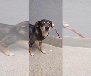 Chihuahua-Unknown Mix Dogs for adoption in Las Vegas, NV, USA