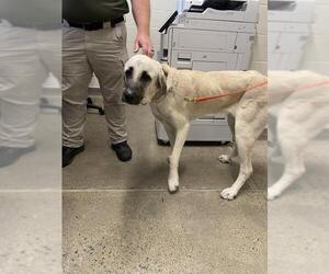 Anatolian Shepherd Dogs for adoption in Jackson, CA, USA
