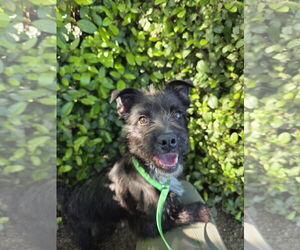 Cairn Terrier-Unknown Mix Dogs for adoption in Chico, CA, USA