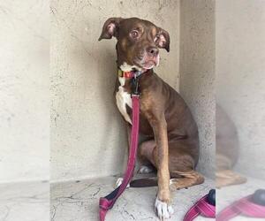 American Pit Bull Terrier Dogs for adoption in St. Cloud, FL, USA