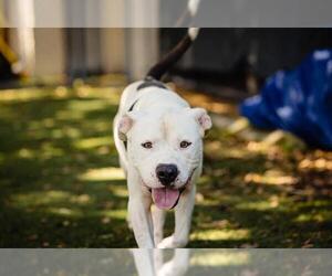 American Pit Bull Terrier Dogs for adoption in Orlando, FL, USA