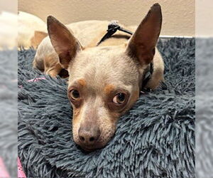 Miniature Pinscher-Unknown Mix Dogs for adoption in Modesto, CA, USA