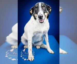 Border Collie-Unknown Mix Dogs for adoption in Tupelo, MS, USA
