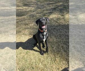 American Staffordshire Terrier Dogs for adoption in Ogden, UT, USA