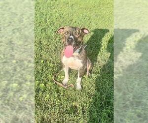 American Pit Bull Terrier-Unknown Mix Dogs for adoption in Louisville, KY, USA