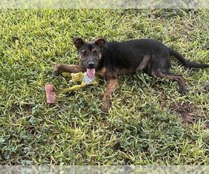 American Staffordshire Terrier-Unknown Mix Dogs for adoption in San Antonio, TX, USA