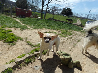 Jack Russell Terrier-Unknown Mix Dogs for adoption in Zaleski, OH, USA