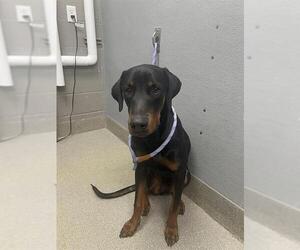 Rotterman Dogs for adoption in Las Vegas, NV, USA