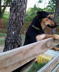 German Shepherd Dog-Unknown Mix Dogs for adoption in Bertram, TX, USA