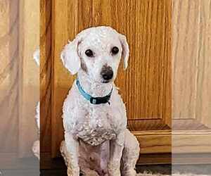 Maltese-Poodle (Toy) Mix Dogs for adoption in Des Moines, IA, USA