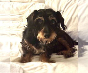 Dachshund Dogs for adoption in Tarrytown, GA, USA