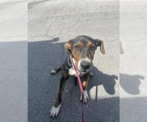 American Pit Bull Terrier Dogs for adoption in Bakersfield, CA, USA