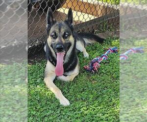 German Shepherd Dog-Siberian Husky Mix Dogs for adoption in Grovetown, GA, USA
