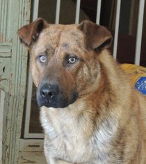 Mutt Dogs for adoption in Brentwood, TN, USA