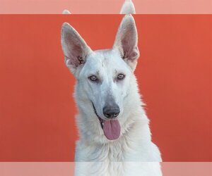 German Shepherd Dog Dogs for adoption in Pasadena, CA, USA