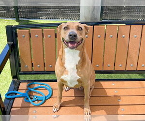 Labrador Retriever-Unknown Mix Dogs for adoption in Orange, CA, USA