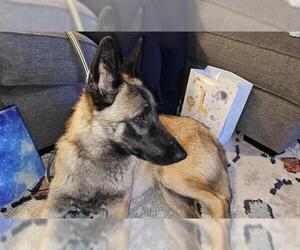 German Shepherd Dog-Unknown Mix Dogs for adoption in Las Vegas, NV, USA