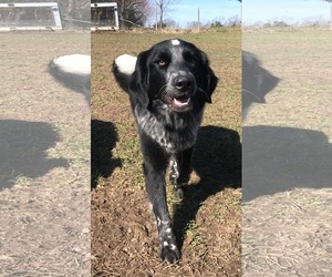 Sheprador Dogs for adoption in Drexel, MO, USA