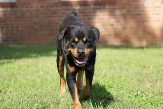 Rottweiler Dogs for adoption in Oxford, NC, USA