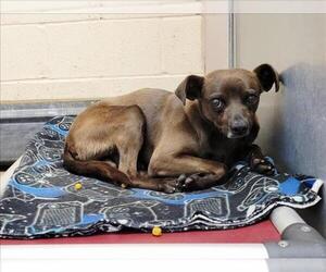 Mutt Dogs for adoption in Martinez, CA, USA