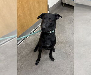 Labrador Retriever Dogs for adoption in Forestville, MD, USA