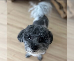 Medium Photo #1 Bichon Frise Puppy For Sale in Sanford, FL, USA