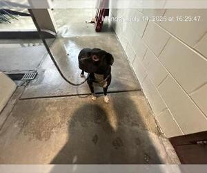 Bulldog Dogs for adoption in Ocala, FL, USA