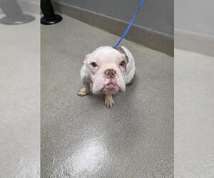 Bulldog-Unknown Mix Dogs for adoption in Las Vegas, NV, USA