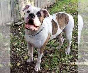 American Bulldog Dogs for adoption in Euless, TX, USA