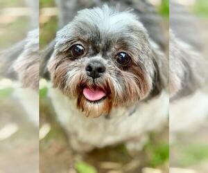 Shih Tzu Dogs for adoption in Lee's Summit, MO, USA