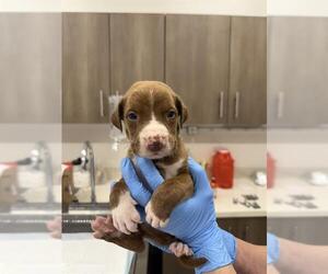 American Pit Bull Terrier-Unknown Mix Dogs for adoption in Baytown, TX, USA