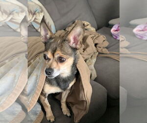 Chihuahua-Unknown Mix Dogs for adoption in Aurora, CO, USA