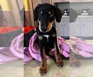 Doberman Pinscher-Unknown Mix Dogs for adoption in Rockwall, TX, USA