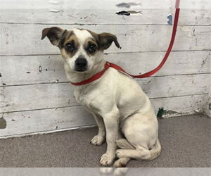 Chihuahua Dogs for adoption in San Bernardino, CA, USA