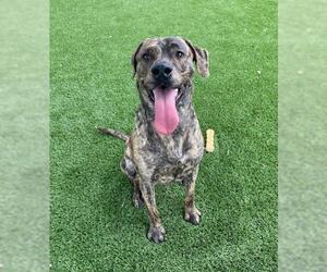 American Pit Bull Terrier-Plott Hound Mix Dogs for adoption in Little Elm, TX, USA