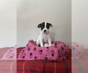 Bogle Dogs for adoption in Osgood, IN, USA