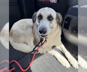 Golden Pyrenees Dogs for adoption in Mt. Laurel, NJ, USA