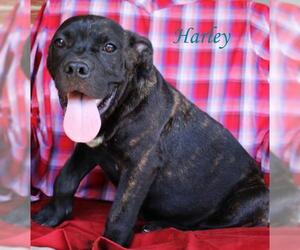 Bulloxer Dogs for adoption in Wakefield, RI, USA