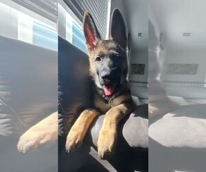 German Shepherd Dog Dogs for adoption in Tampa, FL, USA