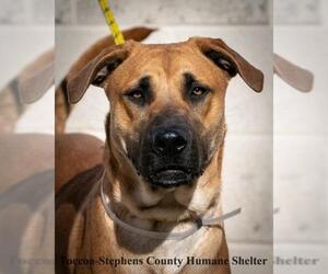German Shepherd Dog-Unknown Mix Dogs for adoption in Toccoa, GA, USA