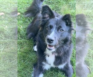 Carolina Dog Dogs for adoption in Highland, IL, USA