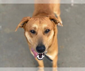 German Shepherd Dog-Unknown Mix Dogs for adoption in Tulsa, OK, USA